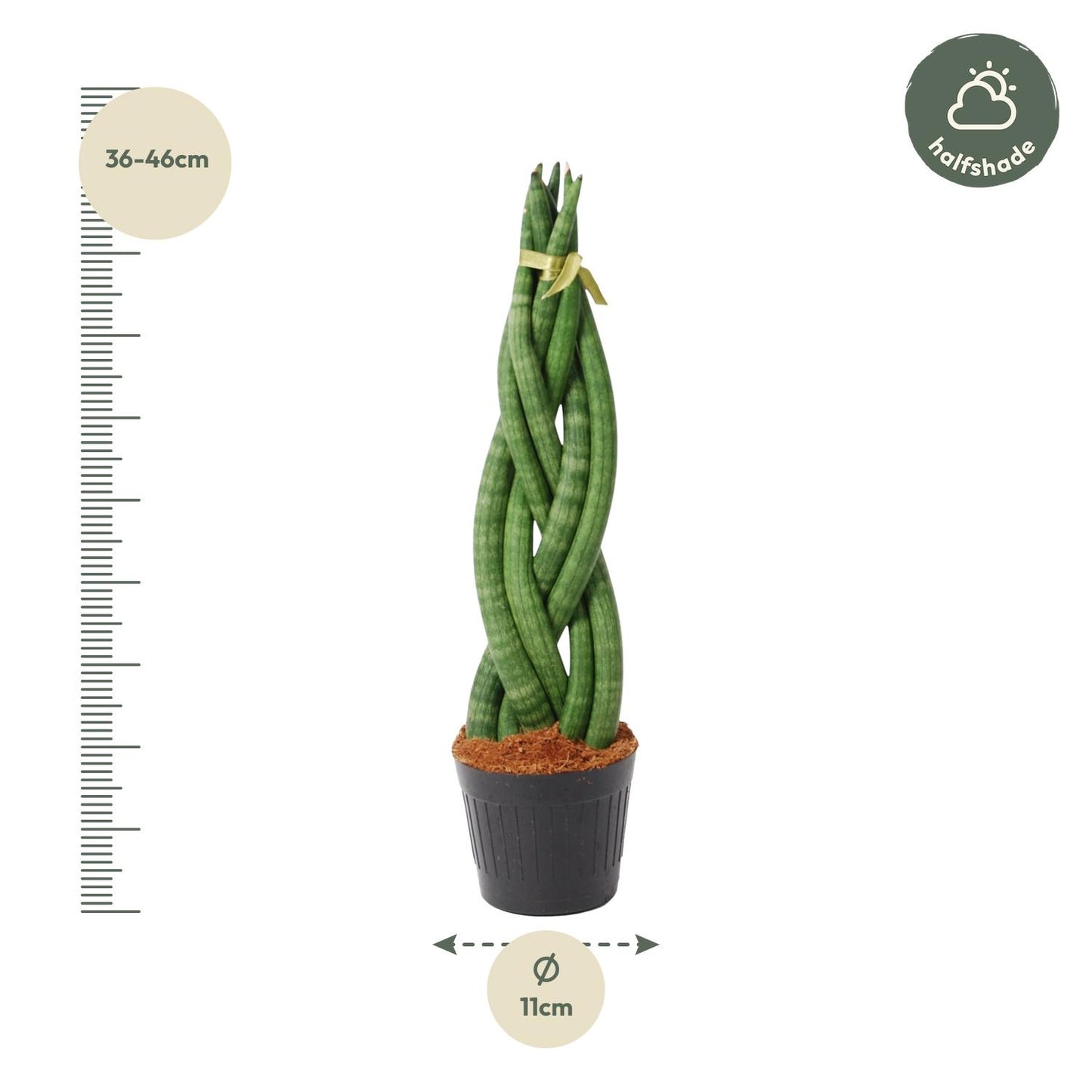 Sansevieria Cylindrica 'Twist' - 40 cm - Ø10,5 cm