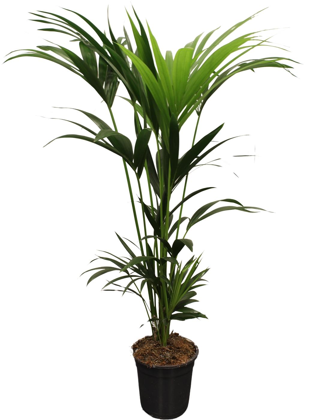 Howea Forsteriana (Kentia) 5 Pit 120-140 cm - Ø21 cm - ↕120 cm