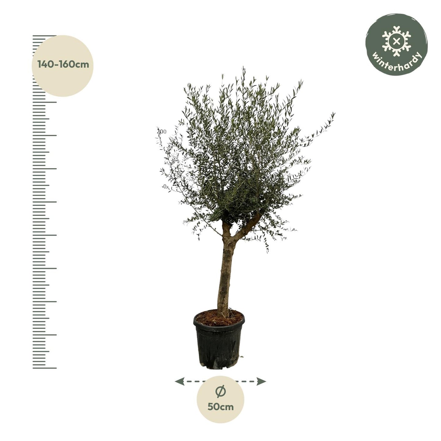 Olea Lorc - 200 cm - Ø45 cm