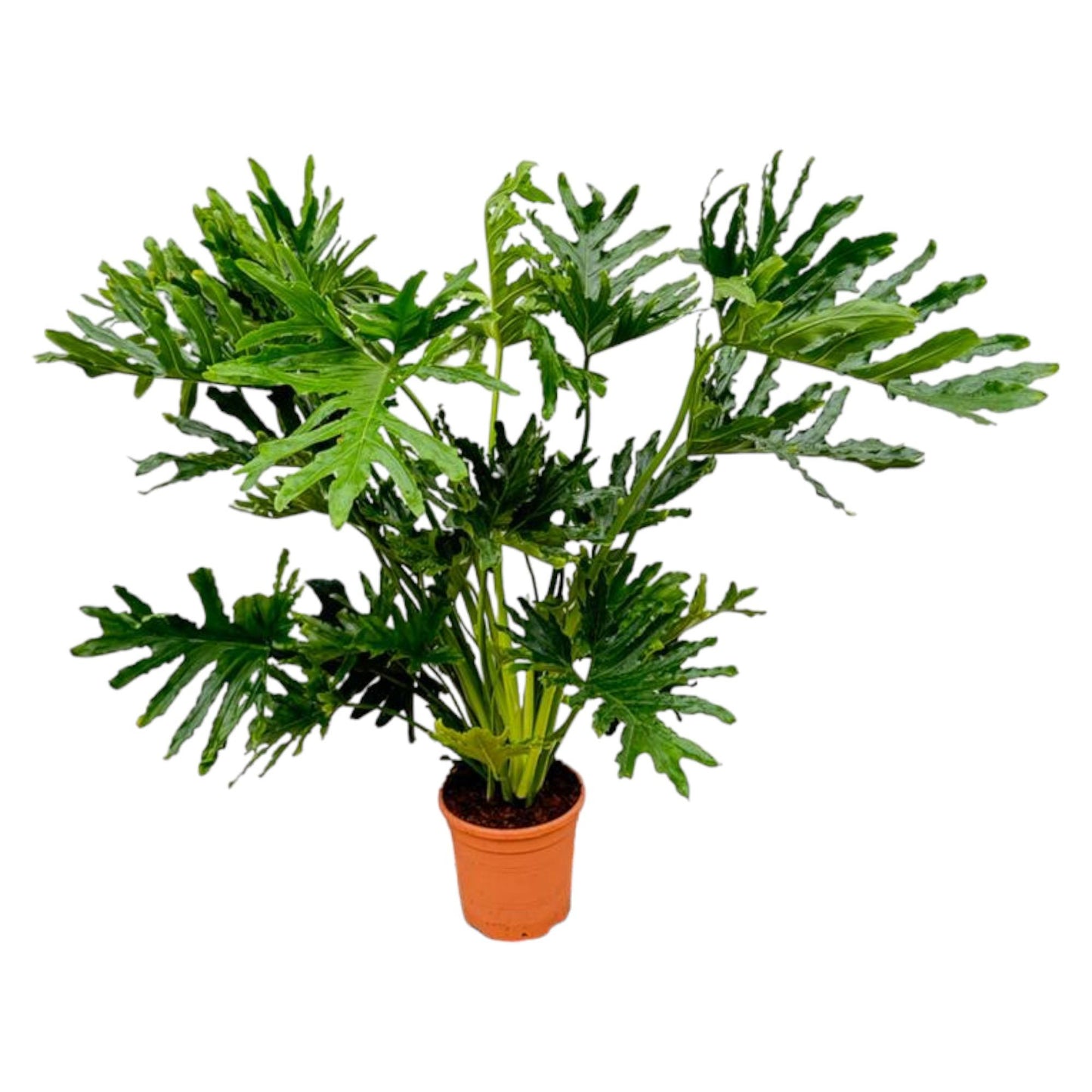 Philodendron Selloum - 120 cm - Ø27 cm