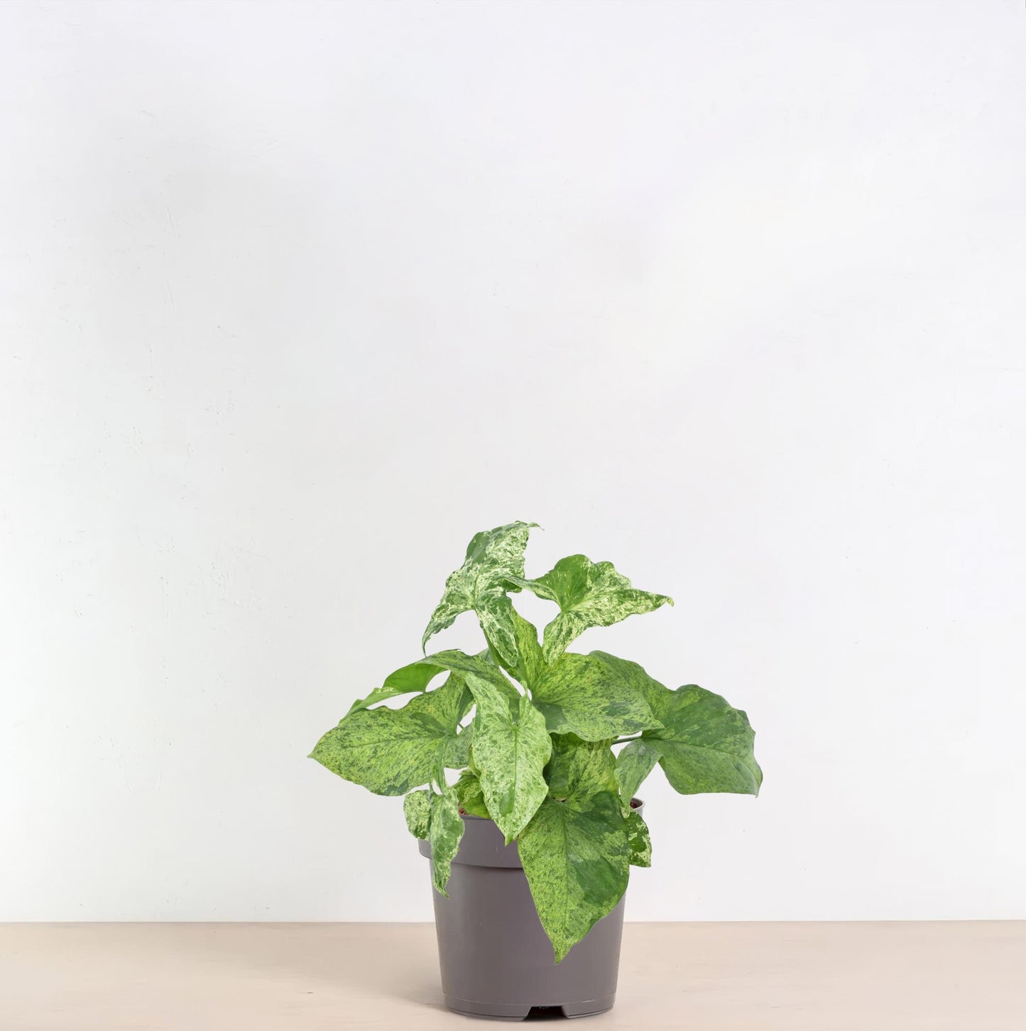 Syngonium Mottled - 25 cm - Ø12 cm
