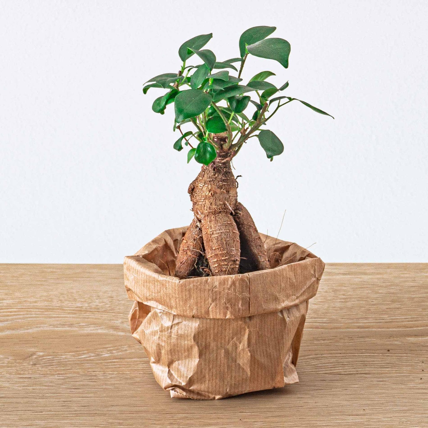 Pflanzen-Terrarium-Paket - Lancifolia - Bonsai - Asparagus - 5 Pflanzen - Nachfüllung & Starter-Set - DIY