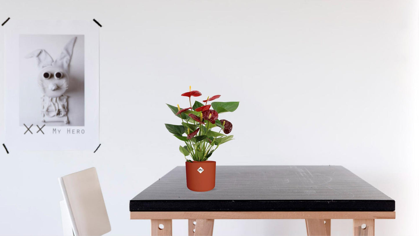 Anthurium Calon - Ø12 cm - ↕36 cm