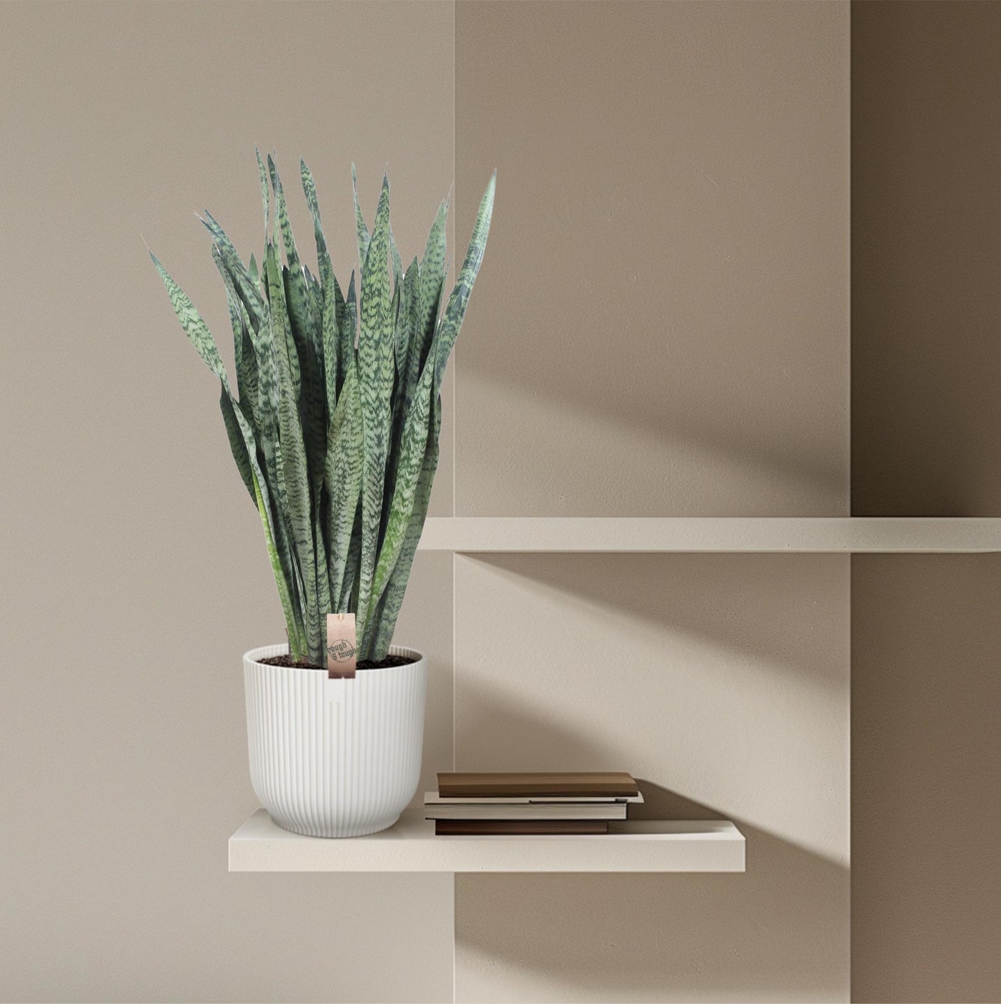 Sansevieria Zeylanica - 110 cm - Ø35 cm