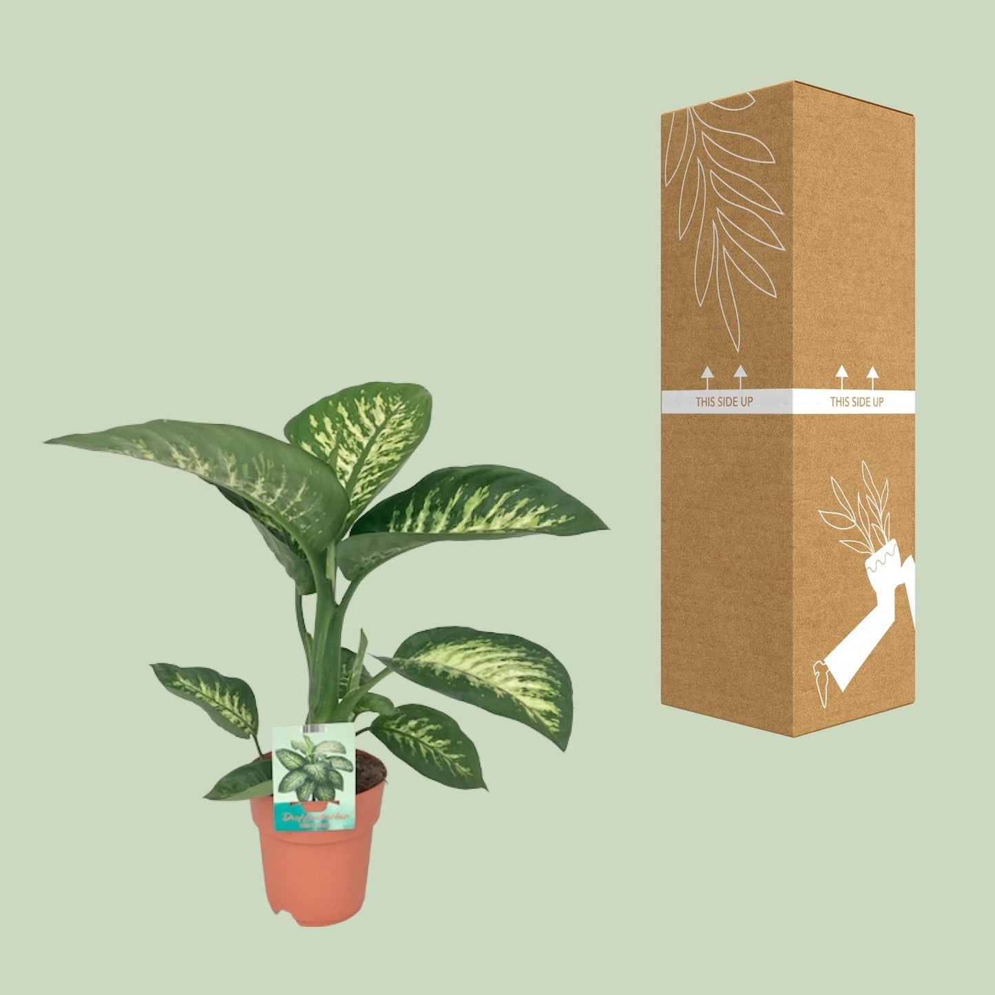 Dieffenbachia Seguine Tropic Snow - 19 cm - 70 cm