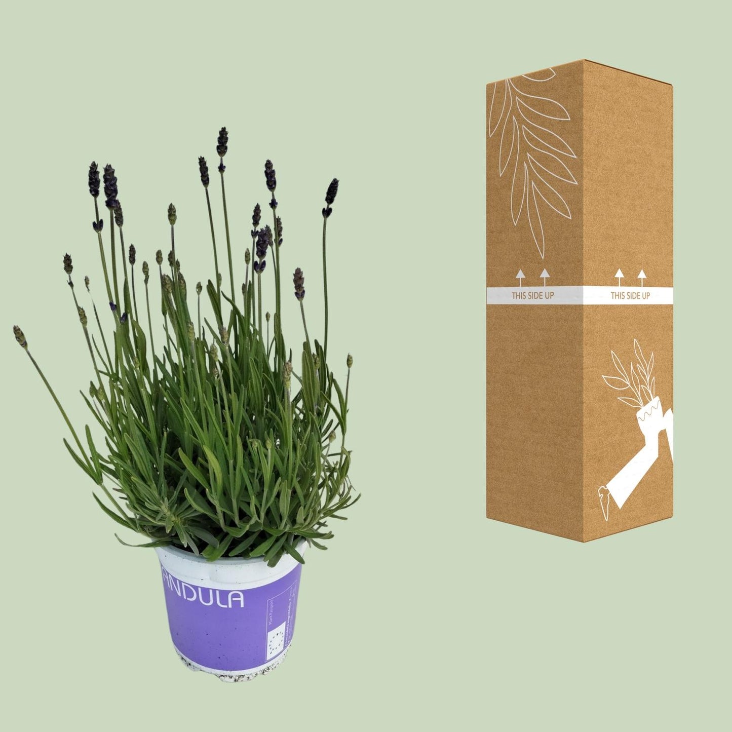 Lavendel Lavandula Hidcote Blue - Ø12 cm - ↕20 cm