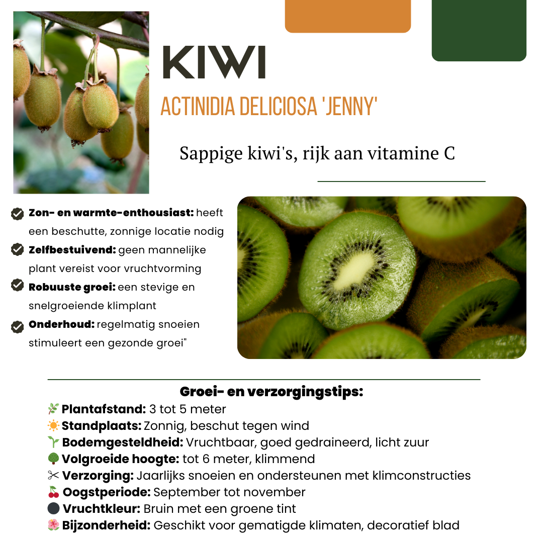 6x - Actinidia Deliciosa - Biologische selbstbestäubende Kiwi-Pflanzen - Ø 13 cm - ↕20 cm
