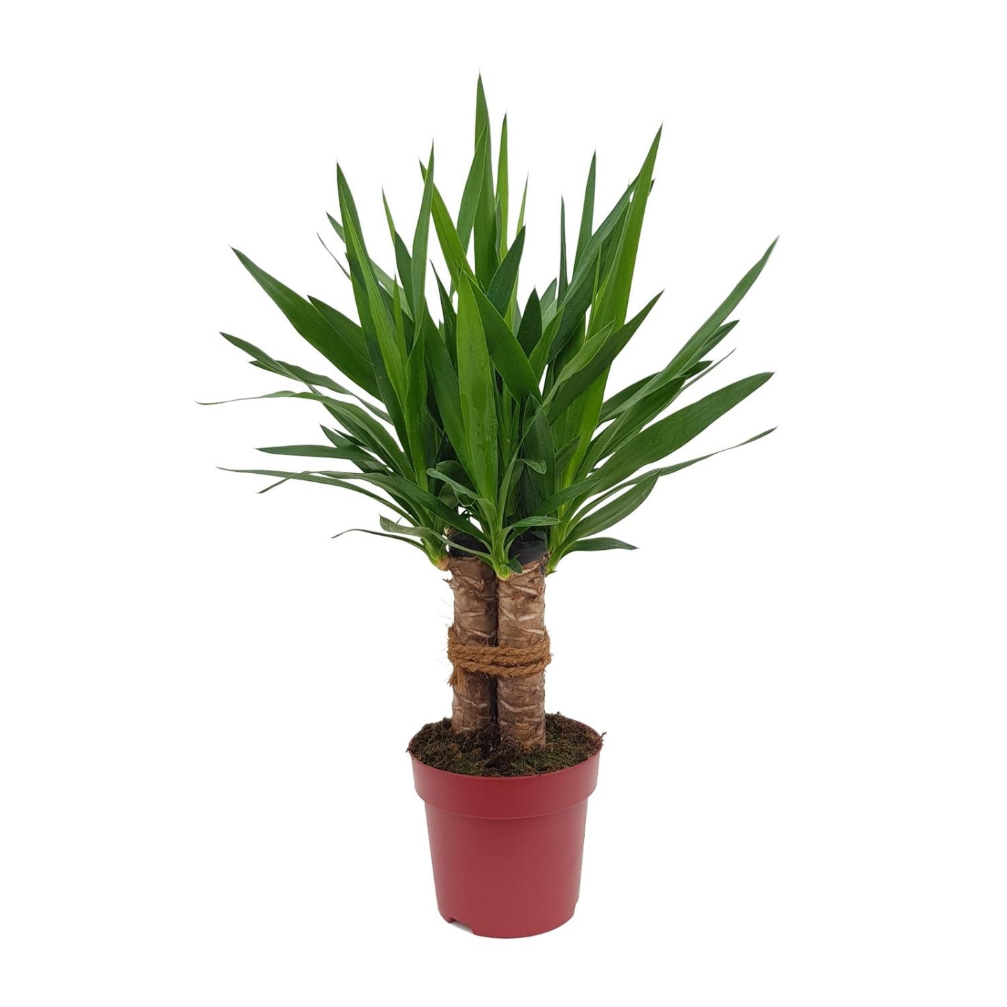 Yucca "Tres Cañas" 30 Stamm P19 - Ø19 cm - ↕70 cm