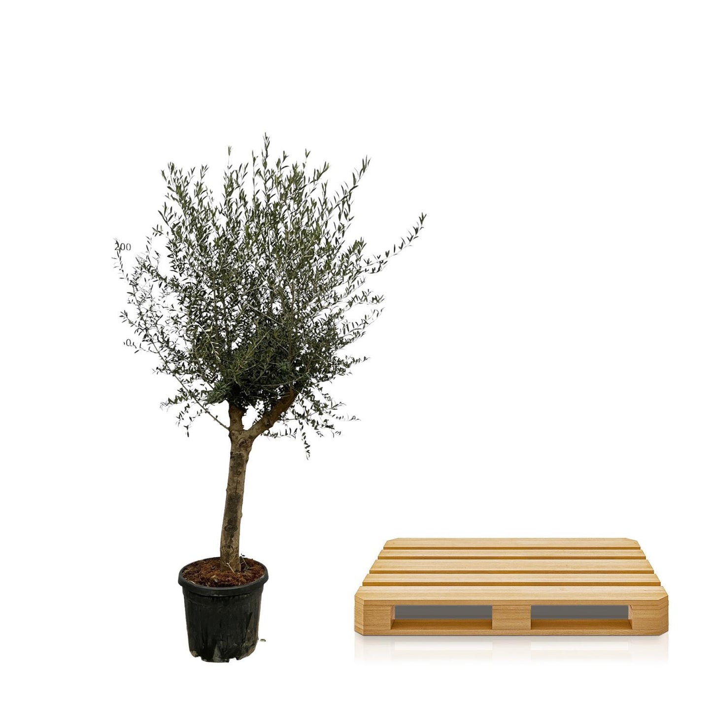 Olea Lorc - 200 cm - Ø45 cm