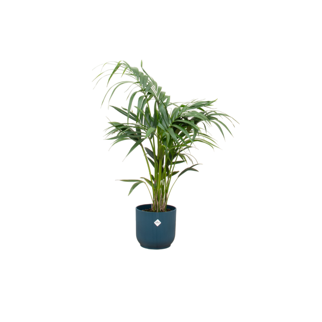 Kombi-Angebot - Kentia-Palme inklusive Elho Vibes Fold Round blau Ø25 - 130 cm