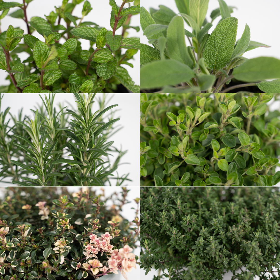 Gartenkräutermischung - 4 Stück - 14 cm - 18 cm