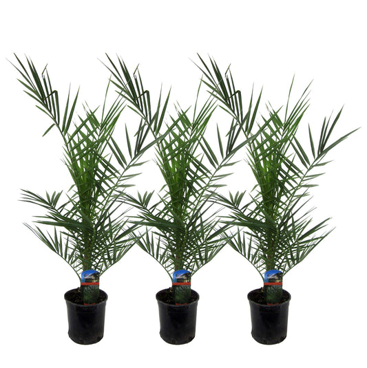 3x - Phoenix Canariensis - ↕80 cm - Ø15 cm