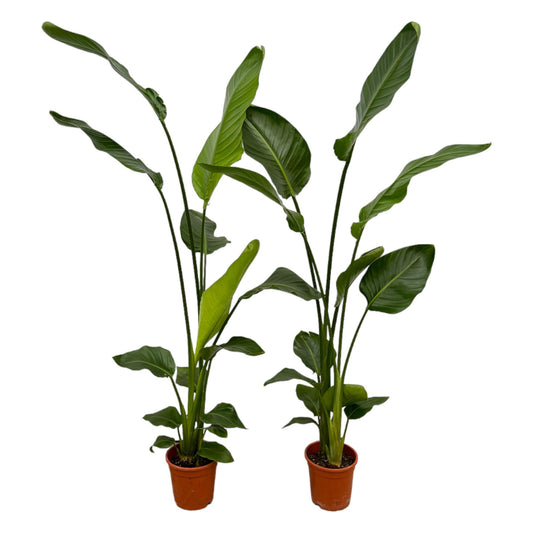 2x - Strelitzia Nicolai - ↕130 cm - Ø17 cm