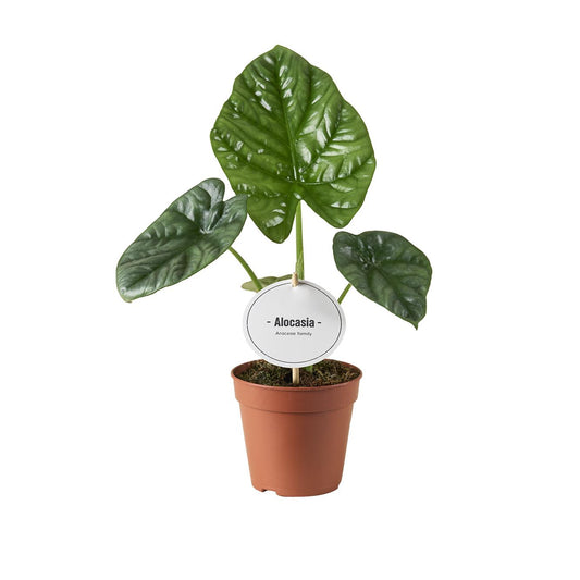Alocasia Lukiwan - Ø12 cm - ↕20 cm