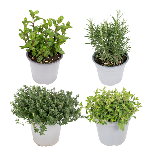 Gartenkräutermischung - 4 Stück - 14 cm - 18 cm