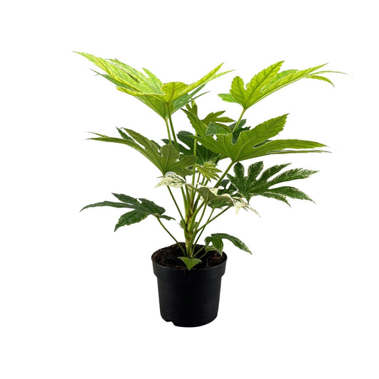 Fatsia Japonica Spider Web - Ø17 cm - ↕50 cm