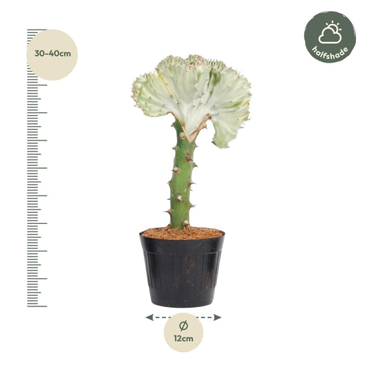 Euphorbia Lactea Cristata Weiß - 35 cm - Ø12 cm