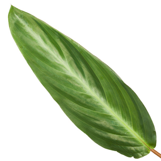 Calathea Stripestar - ↕40 cm - Ø12 cm