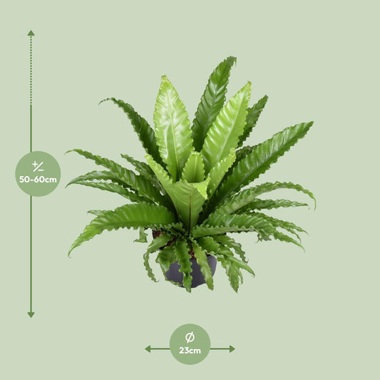 Asplenium Antiquum (Nestfarn) Osaka - Ø23 cm - ↕60 cm
