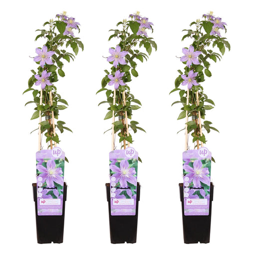 3x - Clematis Justa - ↕65cm - Ø15