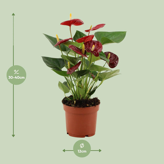 Anthurium Calon - Ø12 cm - ↕36 cm