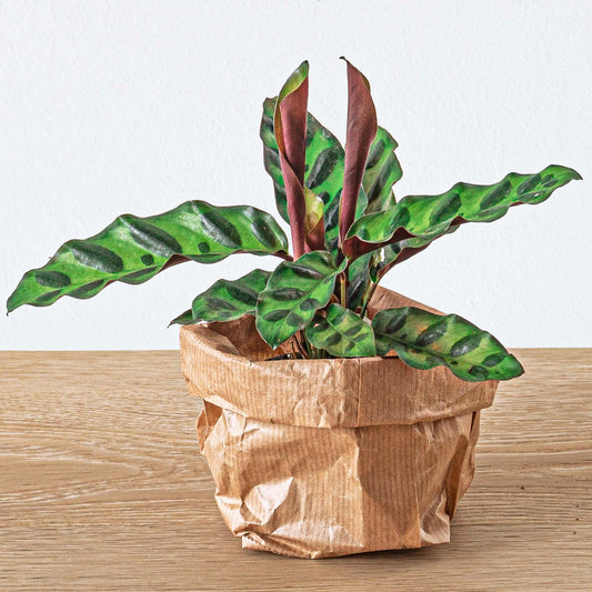 Calathea Lancifolia (Pfauenpflanze) - für Flaschengarten - Topfgröße Ø6 cm