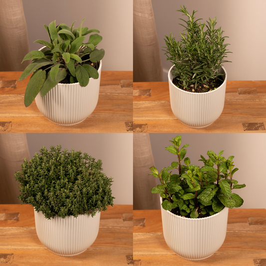 Gartenkräutermischung - 4 Stück - 14 cm - 18 cm