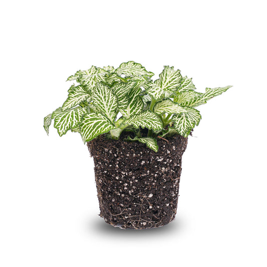 Fittonia Wit - White Tiger - Mosaikpflanze - Terrariumpflanze - Topfgröße 8 cm