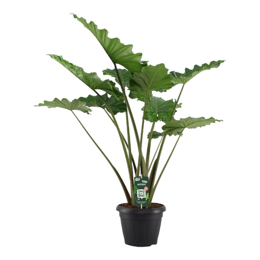 Alocasia Portodora