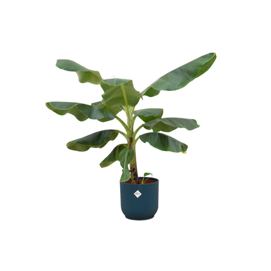 Kombi-Angebot - Bananenpflanze (Musa) inklusive Elho Vibes Fold Round blau Ø22 - 100 cm