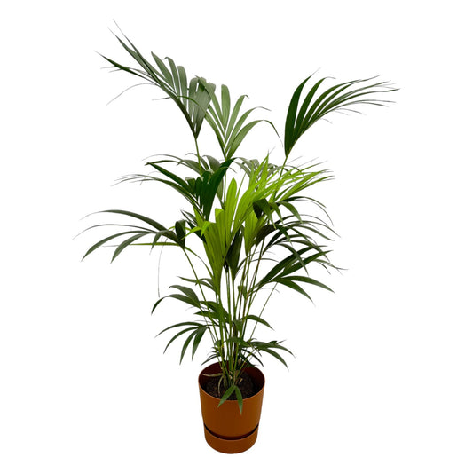 Kentia-Palme inklusive Elho Greenville Round braun - 160 cm - Ø24 cm