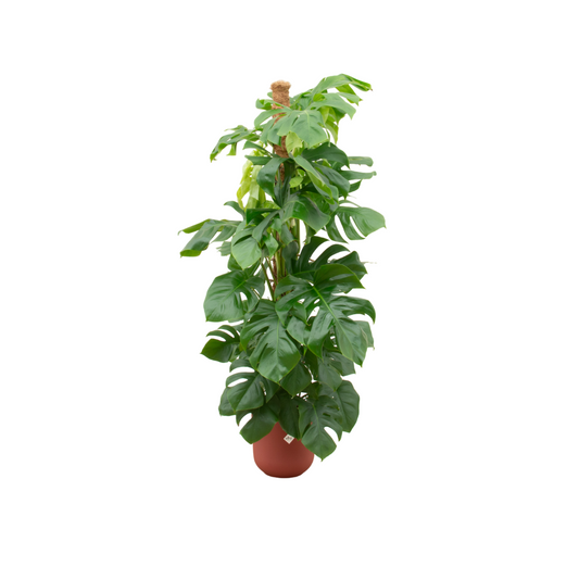Kombi-Angebot - Monstera Pertusum XL inklusive Elho Jazz Round rot Ø26 - 150 cm