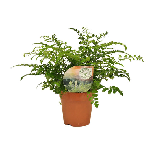 Asplenium Parvati (Rippenfarn) - Ø12 cm - ↕35 cm