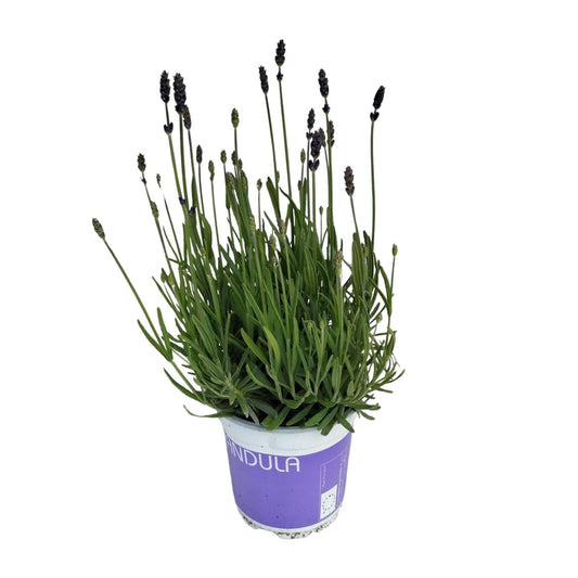 Lavendel Lavandula Hidcote Blue - Ø12 cm - ↕20 cm
