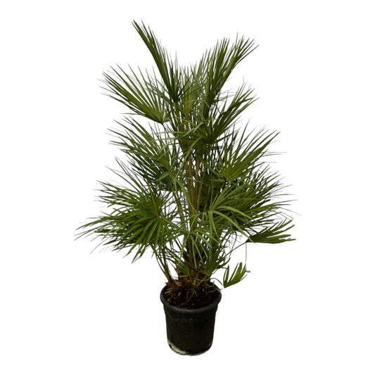 Chamaerops Humilis - 130 cm - Ø24 cm