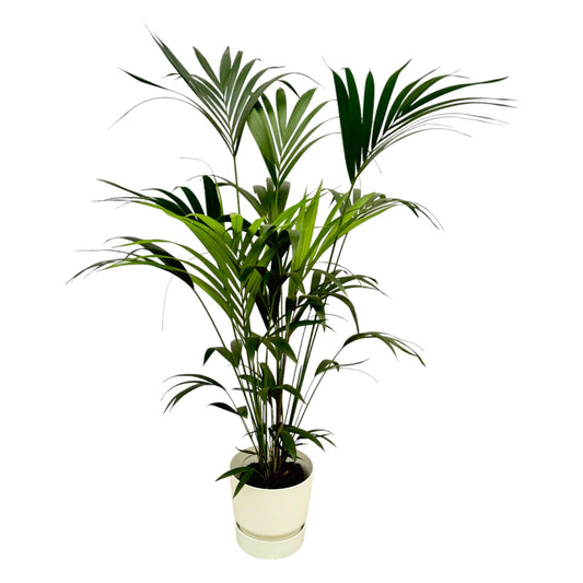 Kentia-Palme inklusive Elho Greenville Round weiß - 160 cm - Ø30 cm