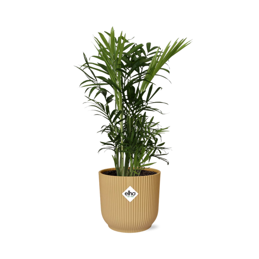 Chamaedorea Elegans in Elho Vibes Fold Ø14 cm gelb