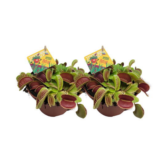 Dionaea Muscipula (Venusfliegenfalle) - 2 Stück - Ø12 cm - ↕12 cm