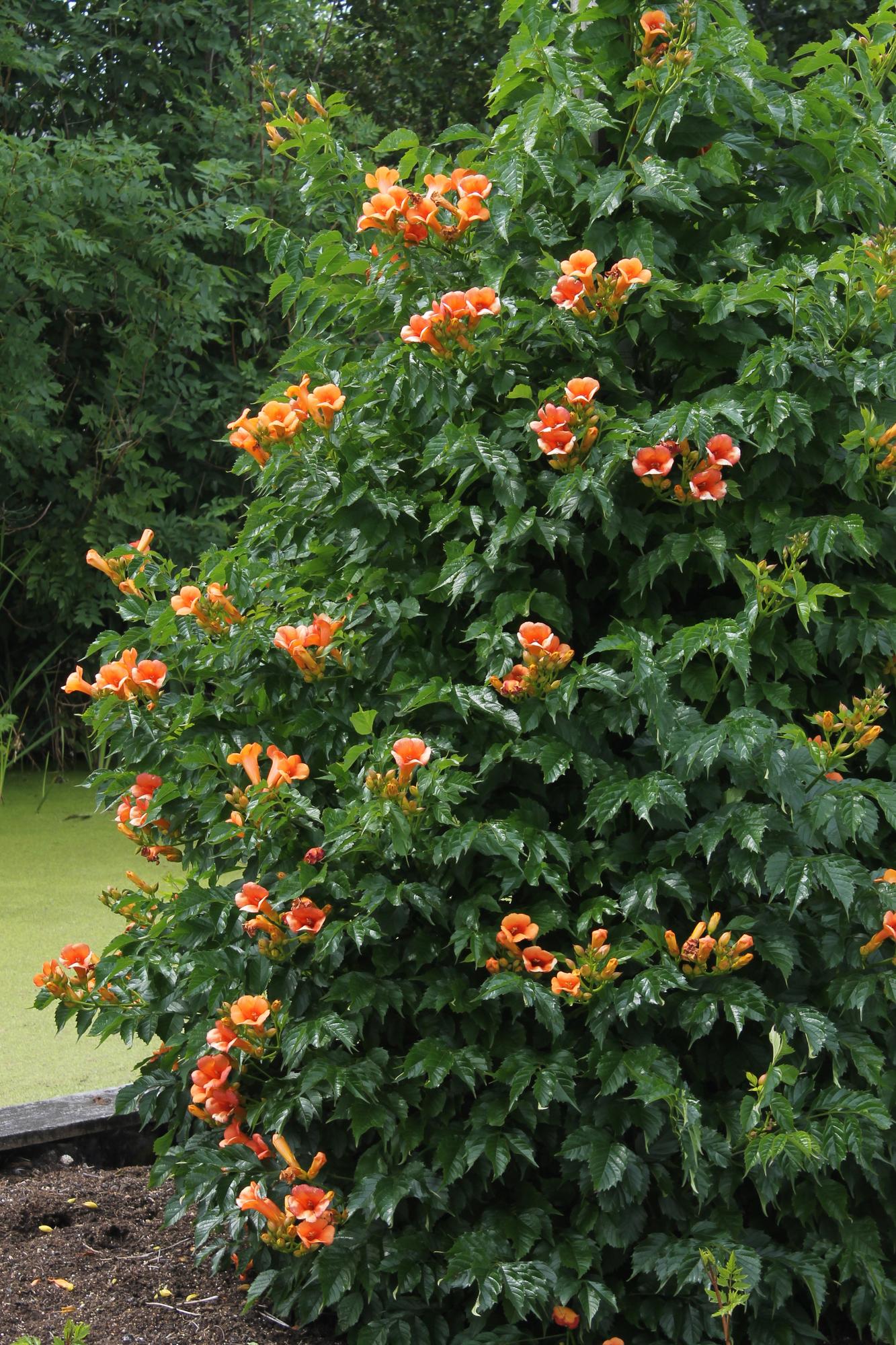 Campsis 'Indian Summer' - ↕65cm - Ø15