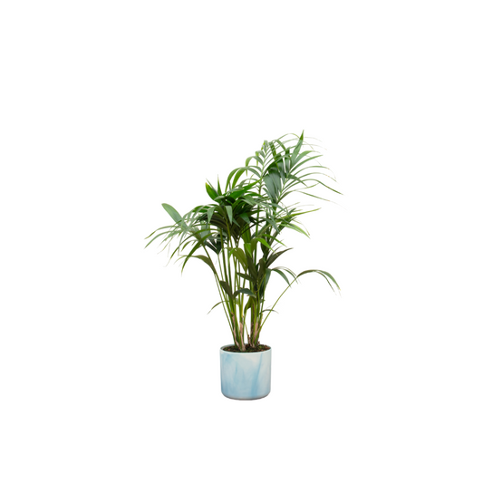 Kombi-Angebot - Kentia-Palme inklusive Elho Ocean Round Atlantikblau Ø22 - 130 cm