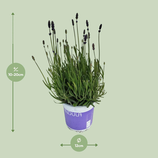 Lavendel Lavandula Hidcote Blue - Ø12 cm - ↕20 cm