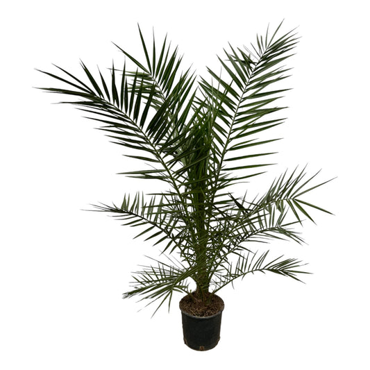 Phoenix Canariensis - 160 cm - Ø22 cm