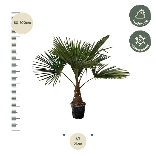 Trachycarpus - 100 cm - Ø21 cm