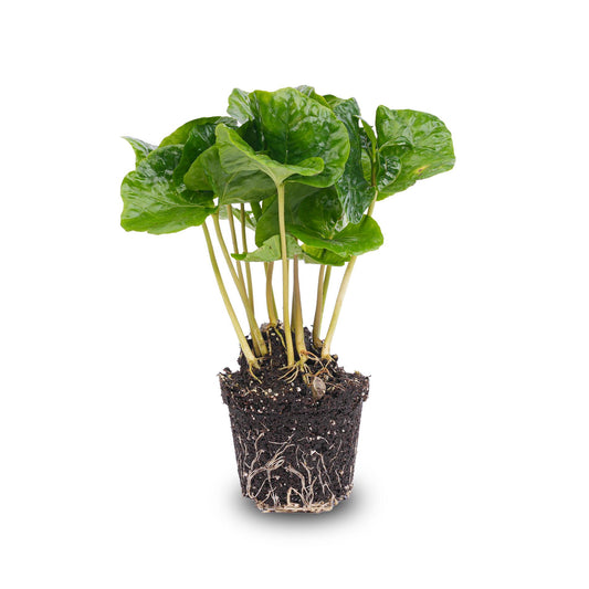 Coffea Arabica - Kaffeepflanze - Terrariumpflanze - Topfgröße 6 cm