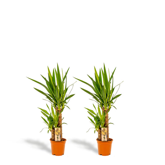 2x Yucca - ↕90 cm - Ø17 cm