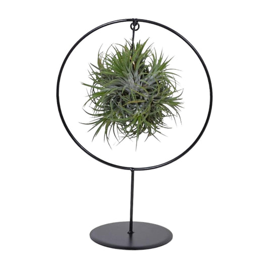 Tillandsia Ring-Mix - Ø15 cm - ↕35 cm