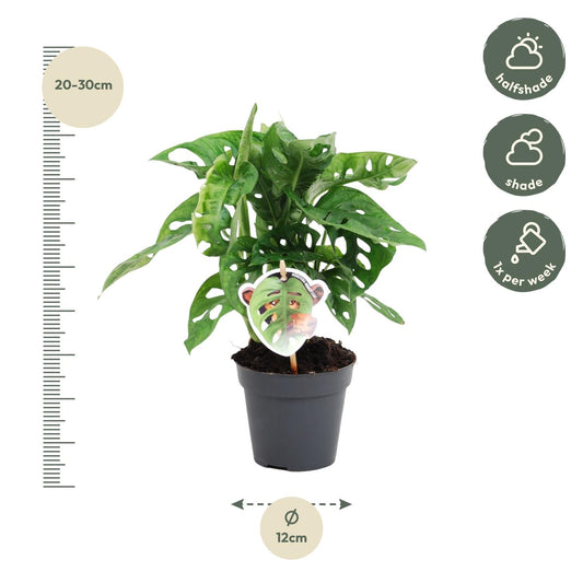 Monstera obliqua 'Monkey Leaf' - 25 cm - Ø12 cm