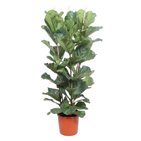 Ficus Lyrata Strauch - 180 cm - Ø34 cm
