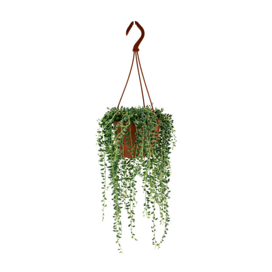 Senecio Herreianus - 12 cm - 20 cm