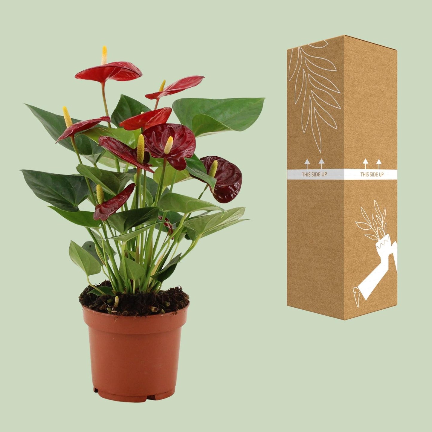 Anthurium Calon - Ø12 cm - ↕36 cm